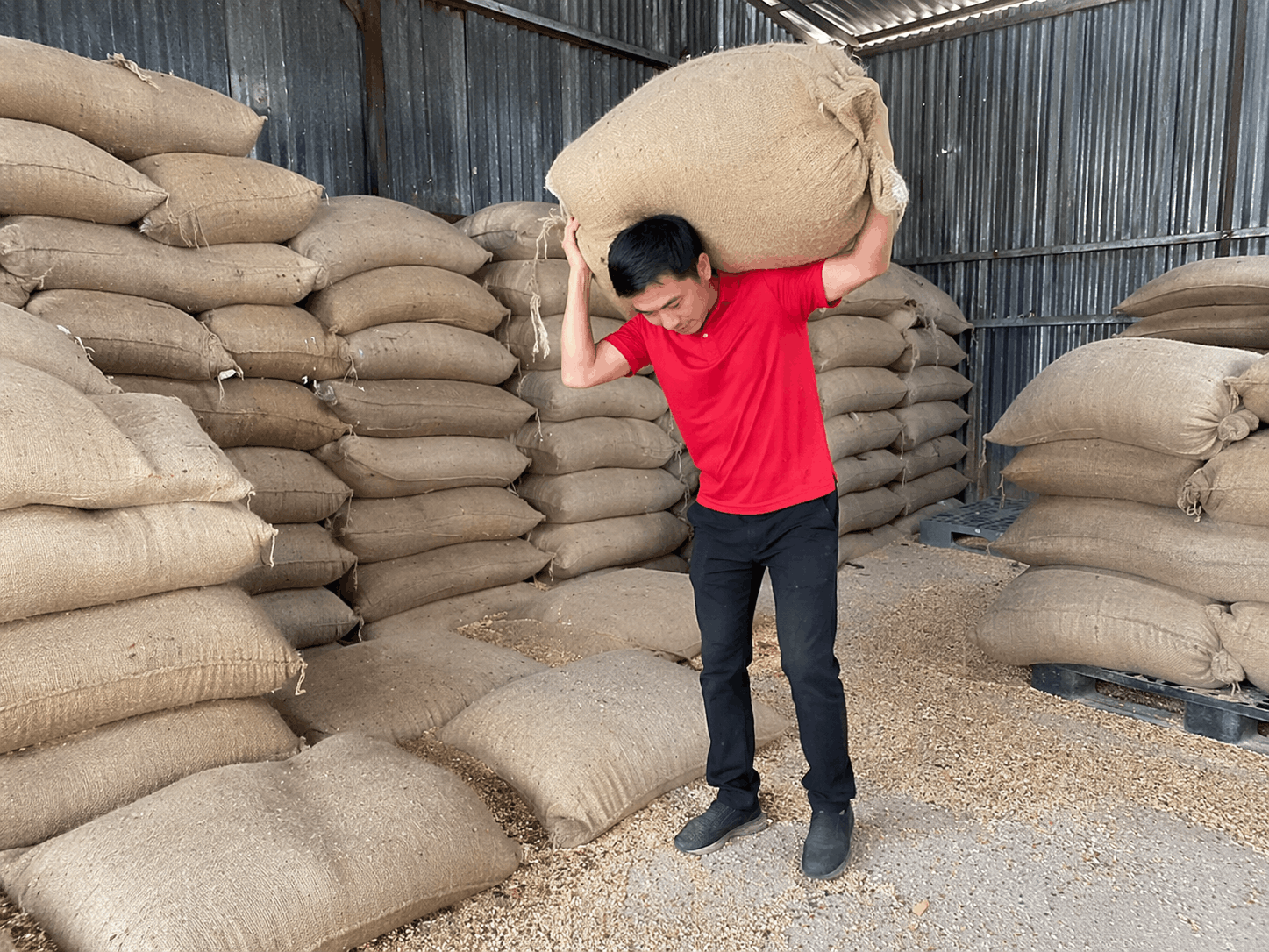 Bốc xếp Ninh Bình vác bao hàng trong kho nông sản an toàn